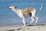 WHIPPET 192